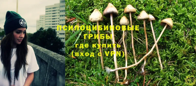 Галлюциногенные грибы Psilocybe  Котово 